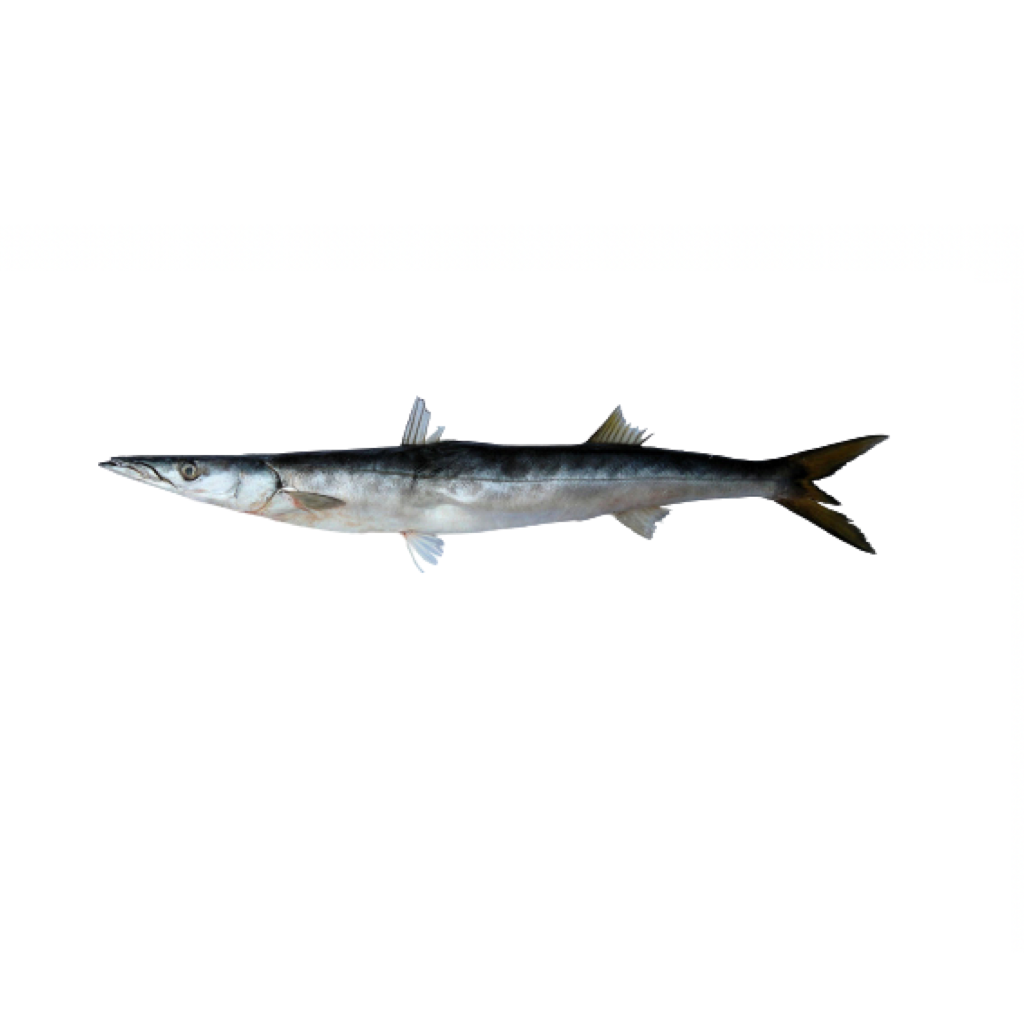 Oman Barracuda