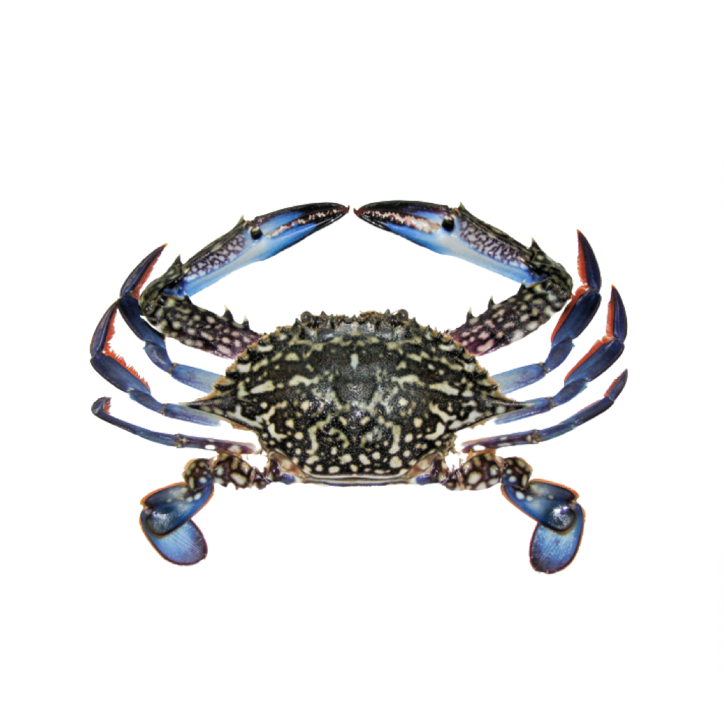 Oman Blue Crab