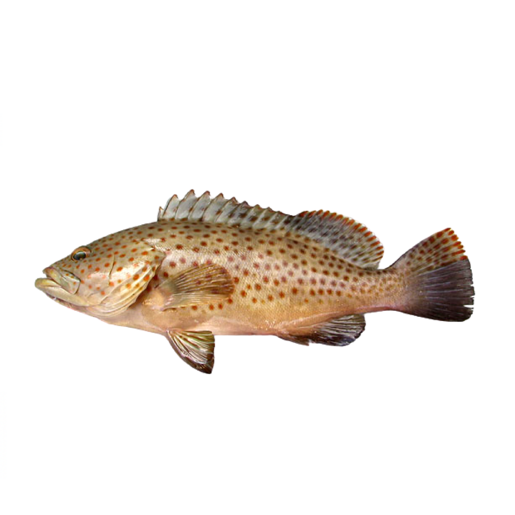 Oman Duskytail grouper