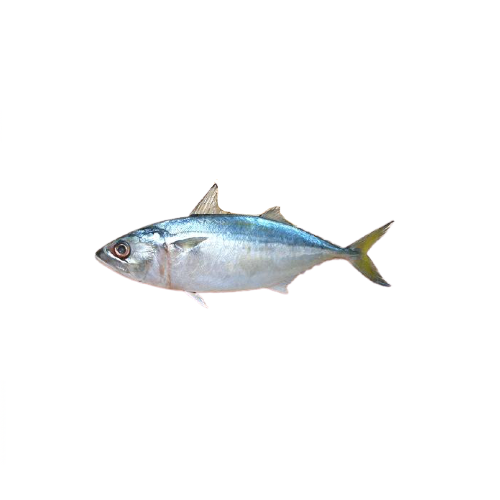 Oman Indian mackerel