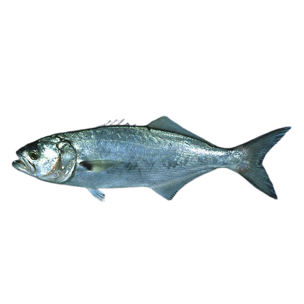 Oman King fish