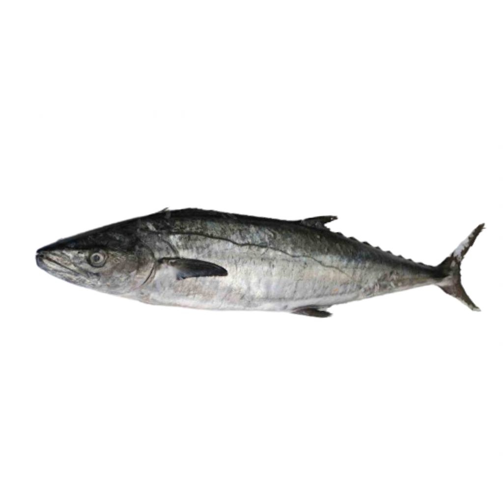 Oman King fish