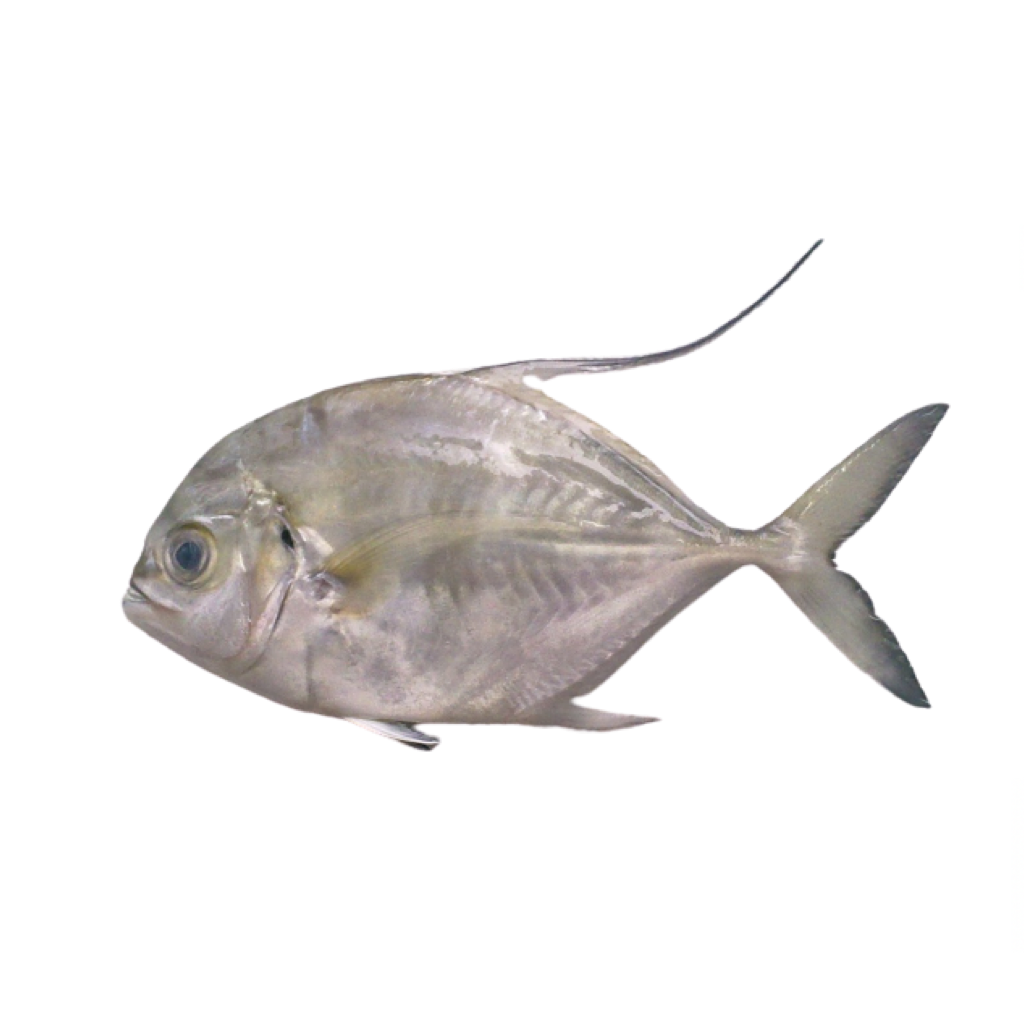 Oman MalabarTrevally