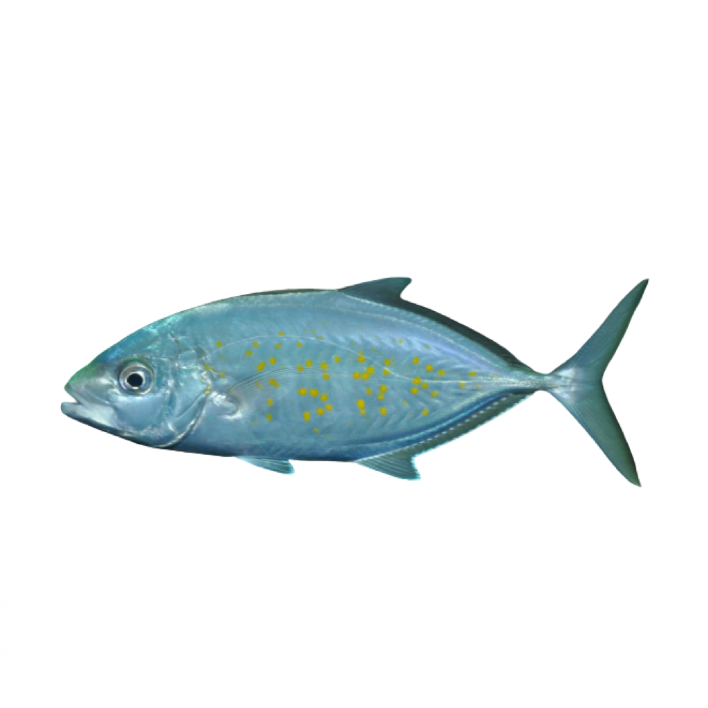 Oman Orange spotted Trevally