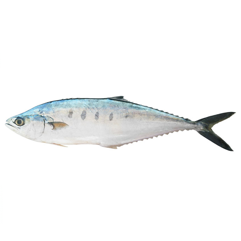 Oman Queenfish