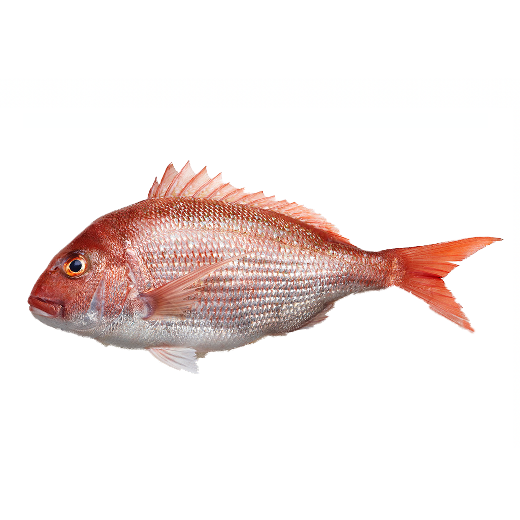 Oman Red Snapper