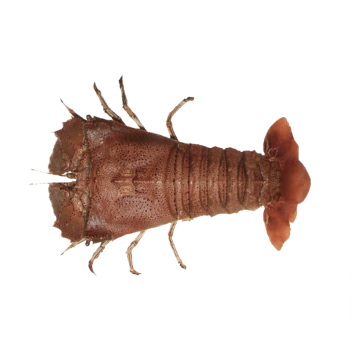 Oman Sand Lobster