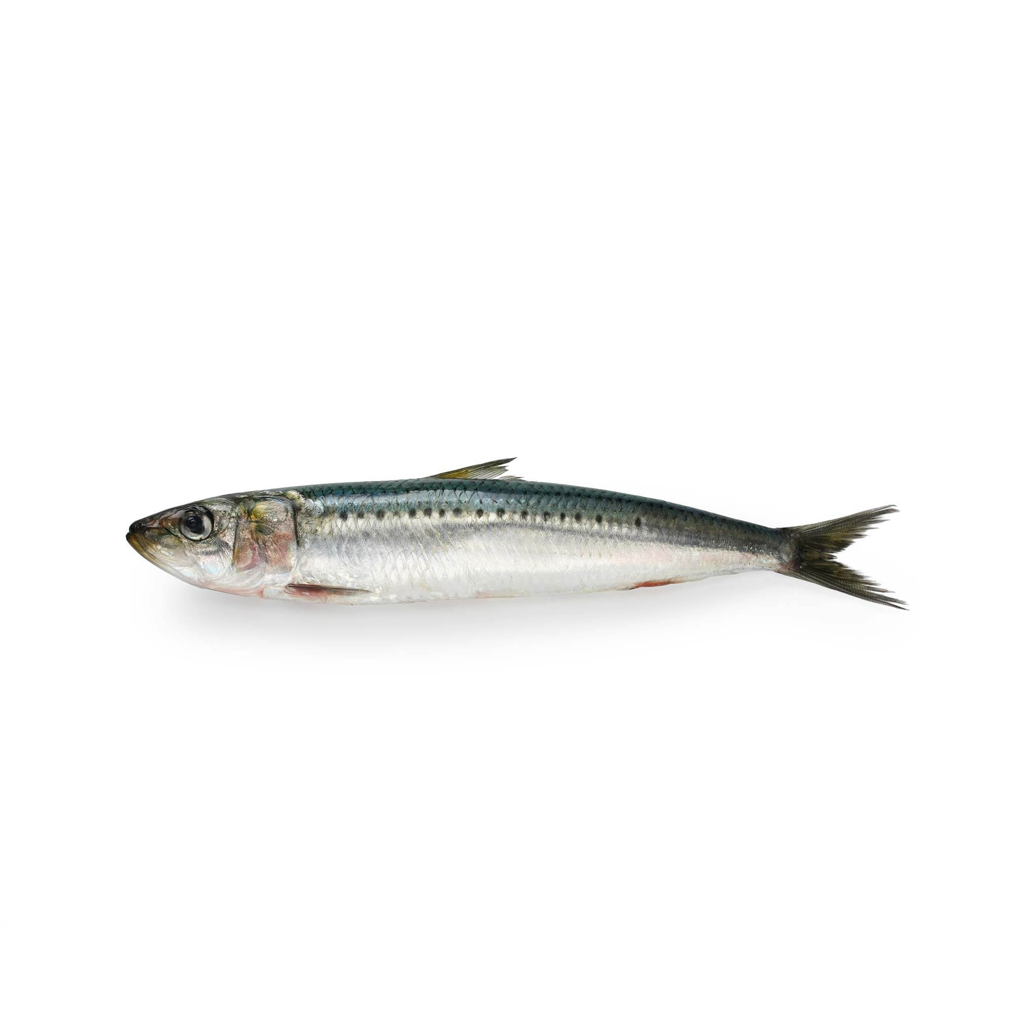 Oman Sardine