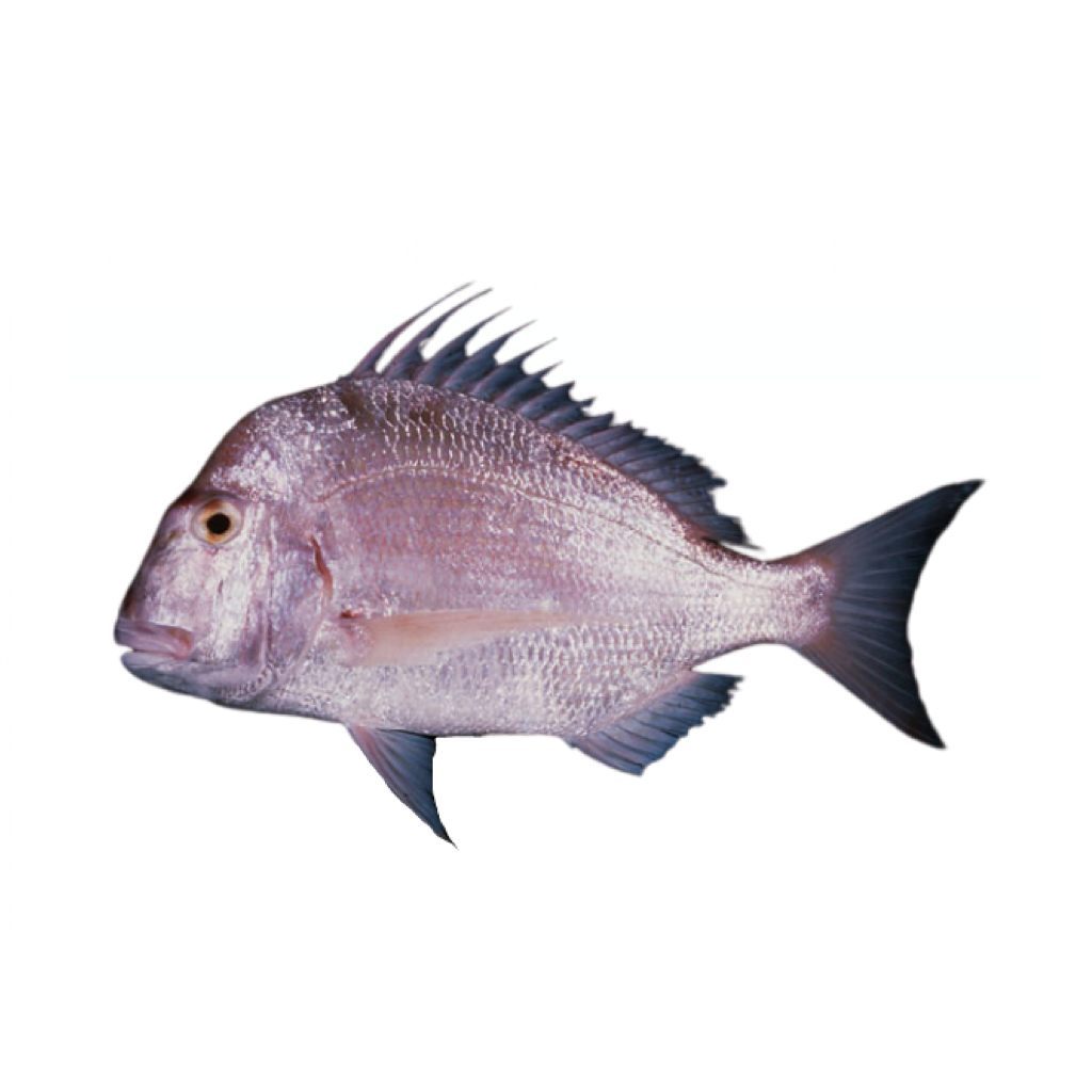 Oman Soldier Bream