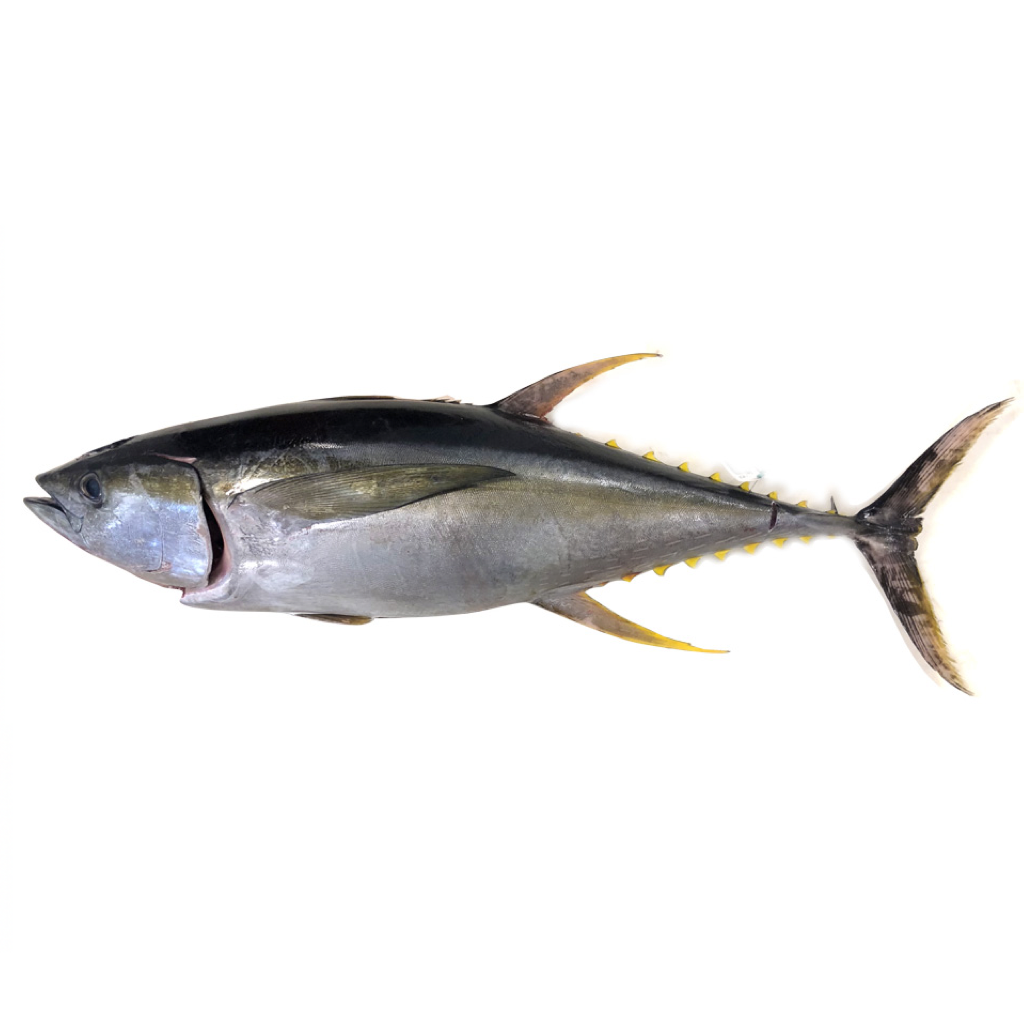 Oman Yellowfin